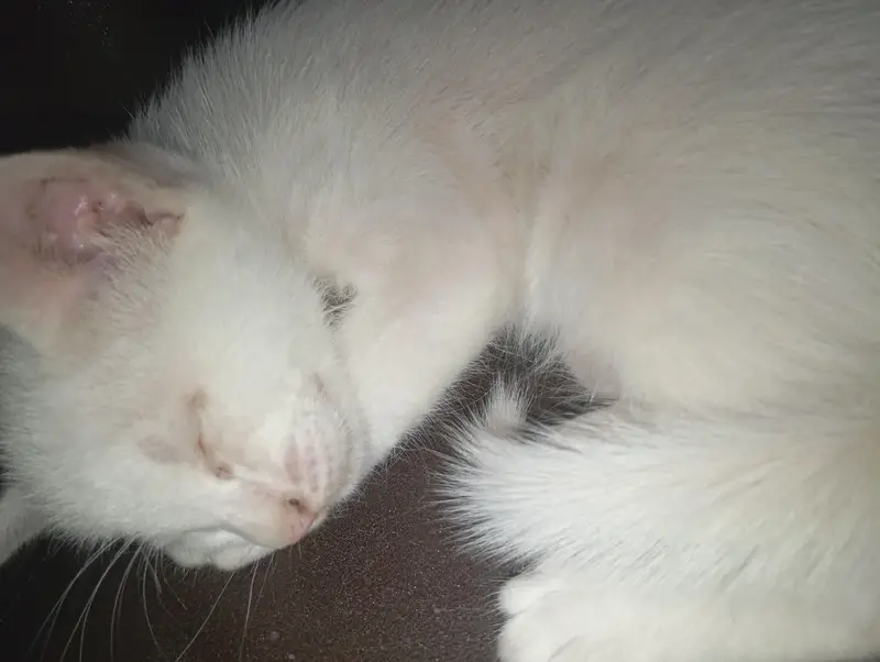Female Persian cat with 4 kittens — photo 9