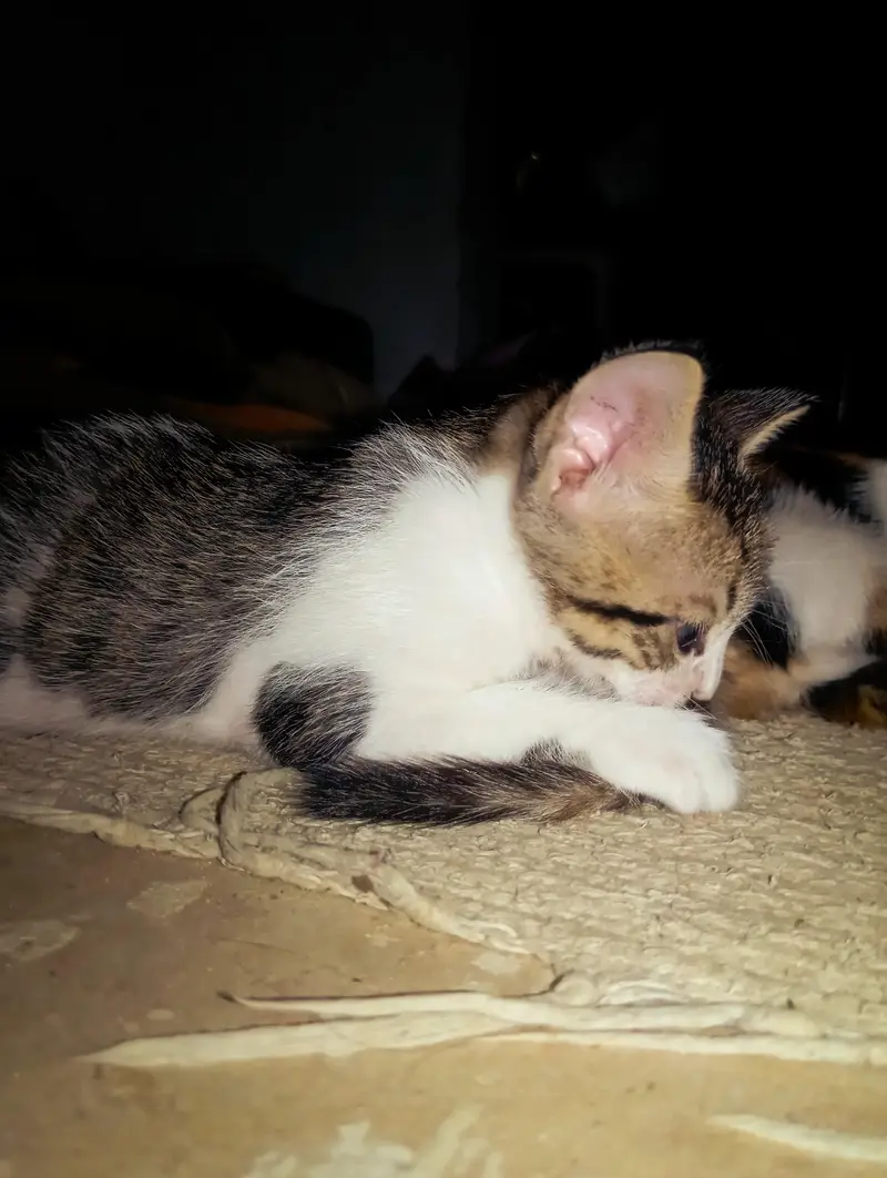 Female Persian cat with 4 kittens — photo 10