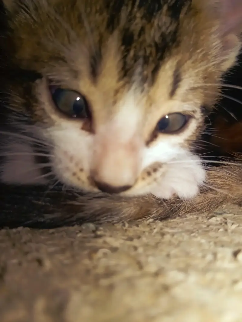 Female Persian cat with 4 kittens — photo 11
