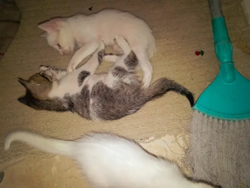 Female Persian cat with 4 kittens — photo 12