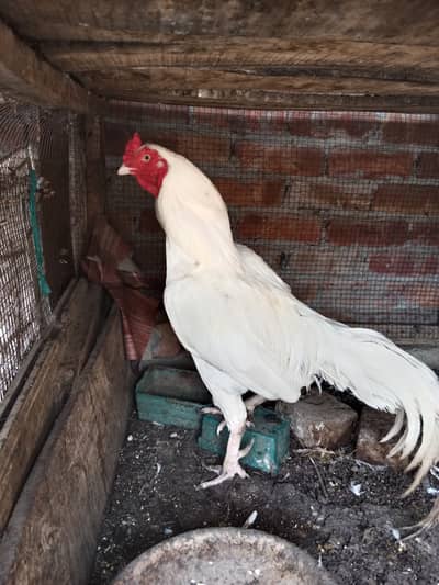 White Aseel Breader Male