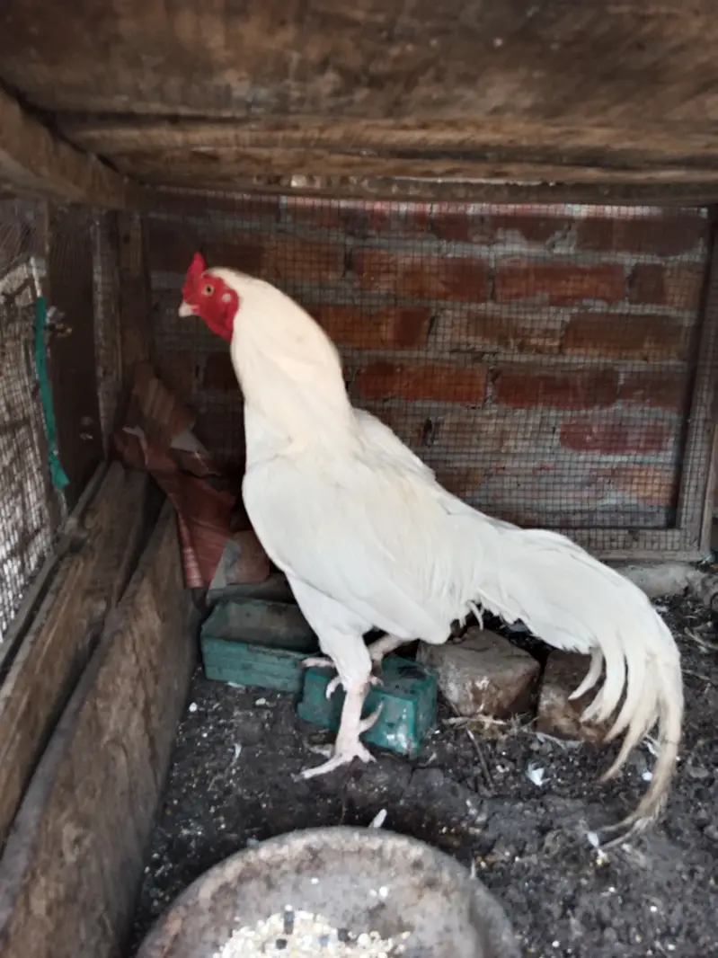 White Aseel Breader Male — photo 3