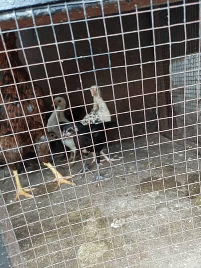 1 DESI HEN & 7 DESI Chicks for SALE