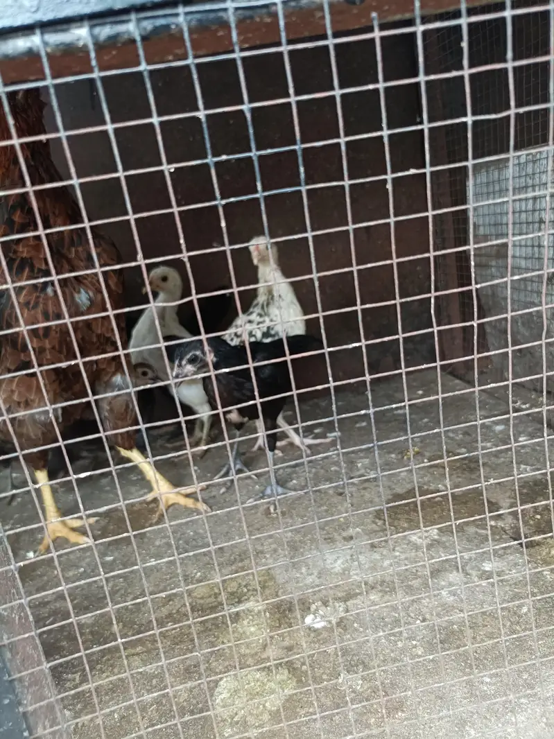 1 DESI HEN & 7 DESI Chicks for SALE