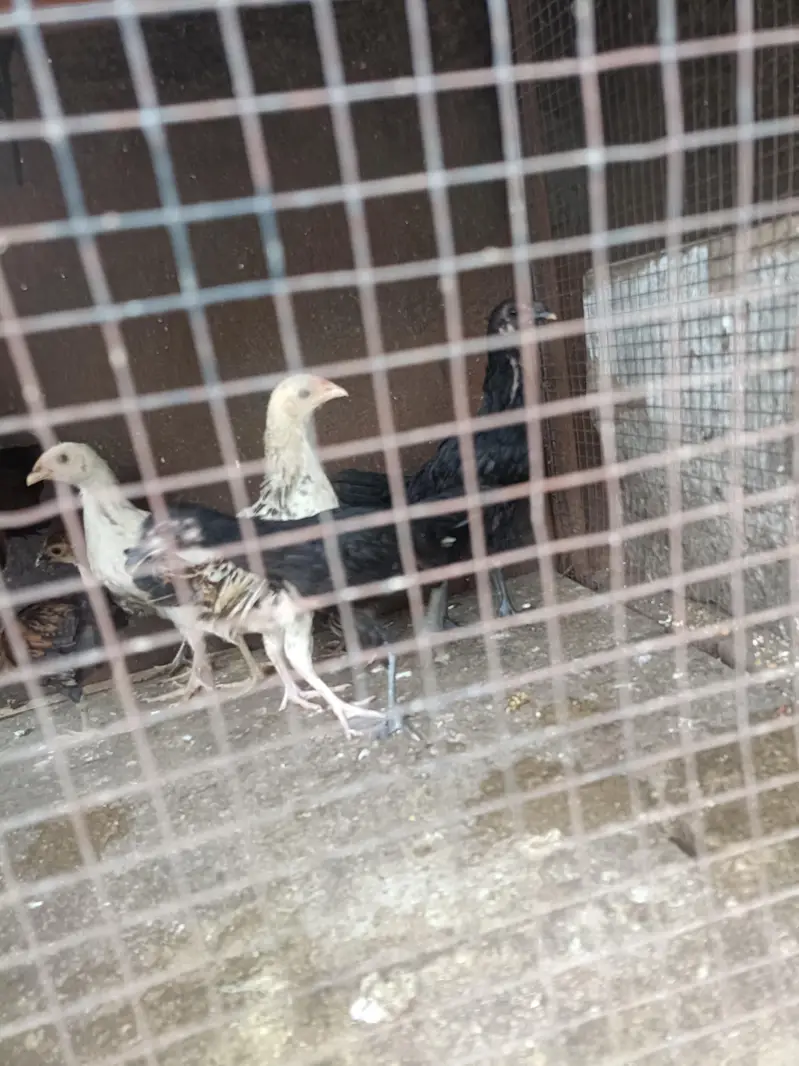 1 DESI HEN & 7 DESI Chicks for SALE — photo 2