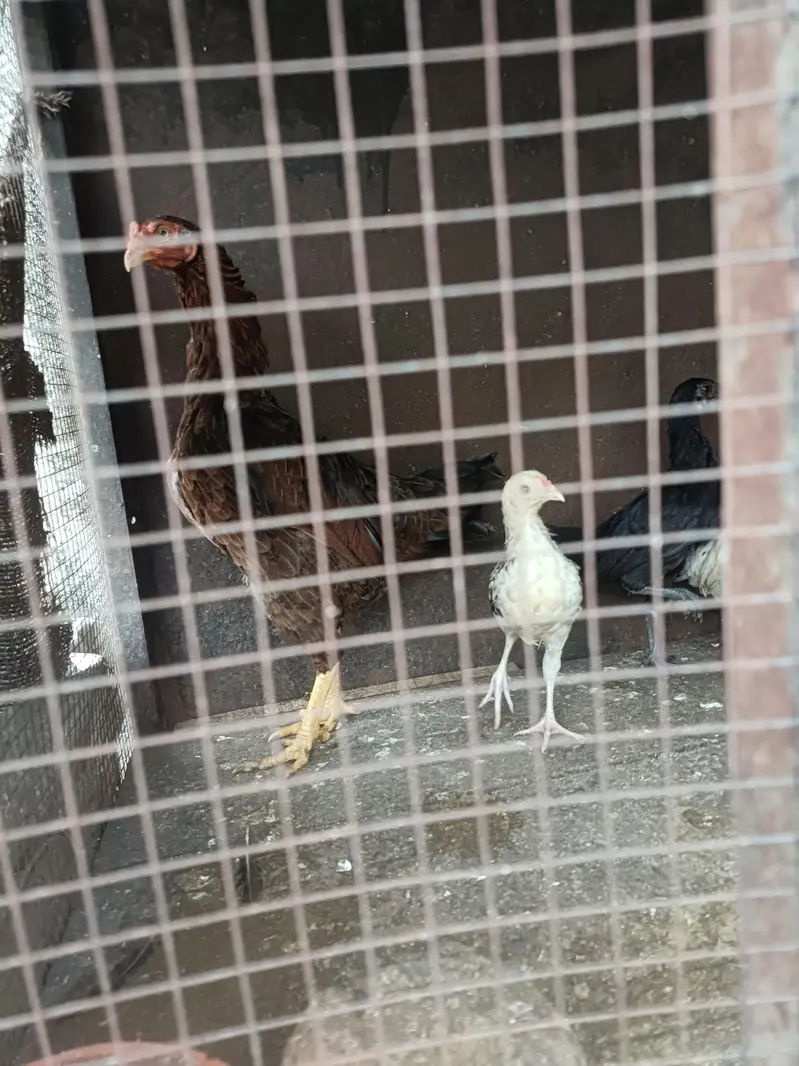 1 DESI HEN & 7 DESI Chicks for SALE — photo 3
