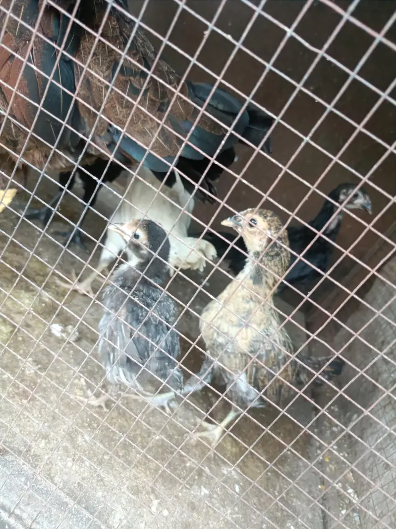 1 DESI HEN & 7 DESI Chicks for SALE — photo 4