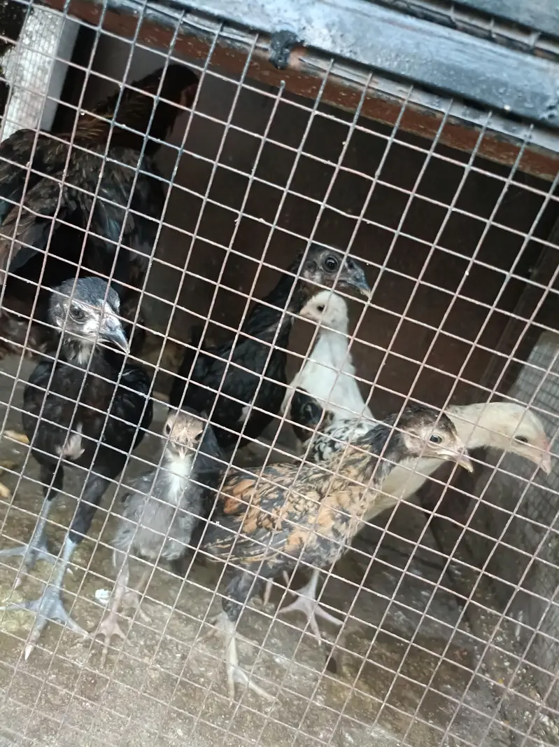 1 DESI HEN & 7 DESI Chicks for SALE — photo 5
