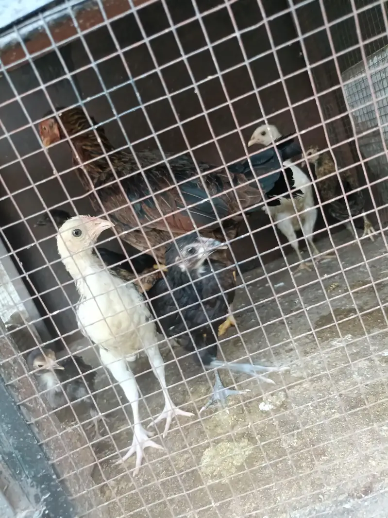 1 DESI HEN & 7 DESI Chicks for SALE — photo 6
