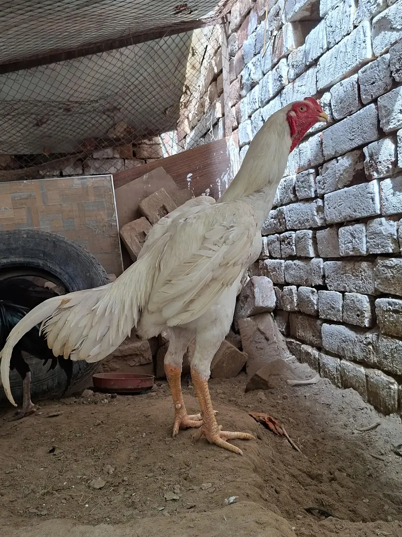 وائٹ اینڈ بلیک بریڈر شامو پیئر اینڈ چکس اویلیبل  ون منتھ ک — photo 3
