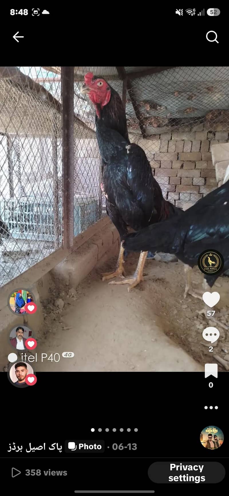 وائٹ اینڈ بلیک بریڈر شامو پیئر اینڈ چکس اویلیبل  ون منتھ ک 4