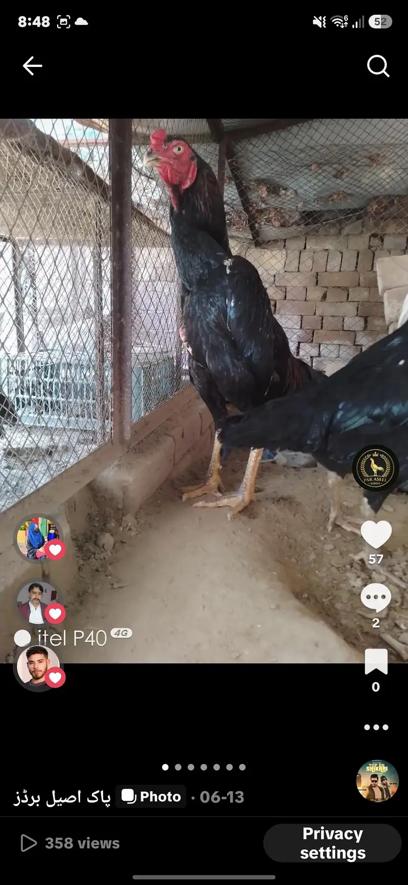 وائٹ اینڈ بلیک بریڈر شامو پیئر اینڈ چکس اویلیبل  ون منتھ ک — photo 5