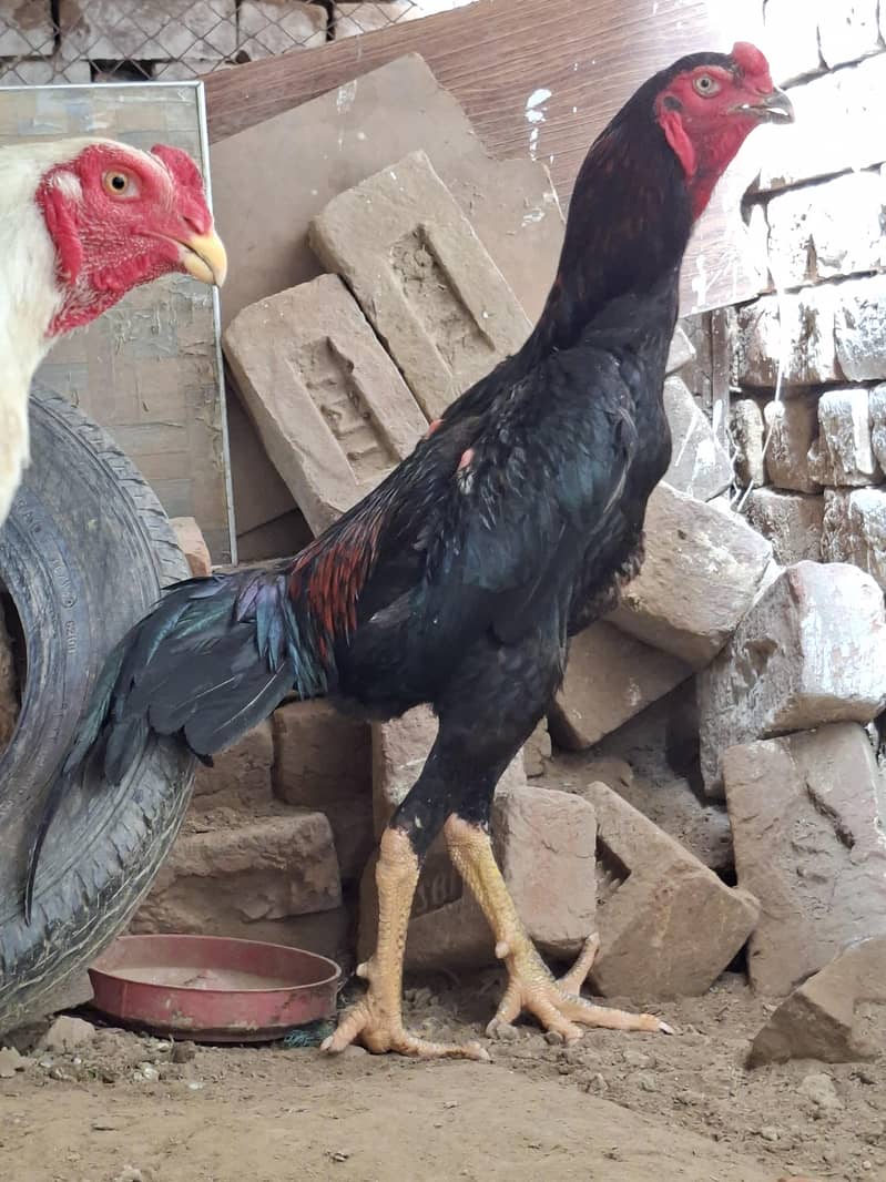 وائٹ اینڈ بلیک بریڈر شامو پیئر اینڈ چکس اویلیبل  ون منتھ ک 5