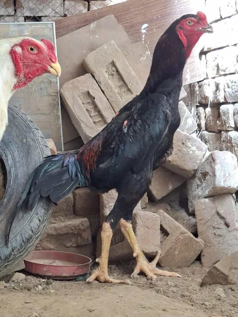 وائٹ اینڈ بلیک بریڈر شامو پیئر اینڈ چکس اویلیبل  ون منتھ ک — photo 6
