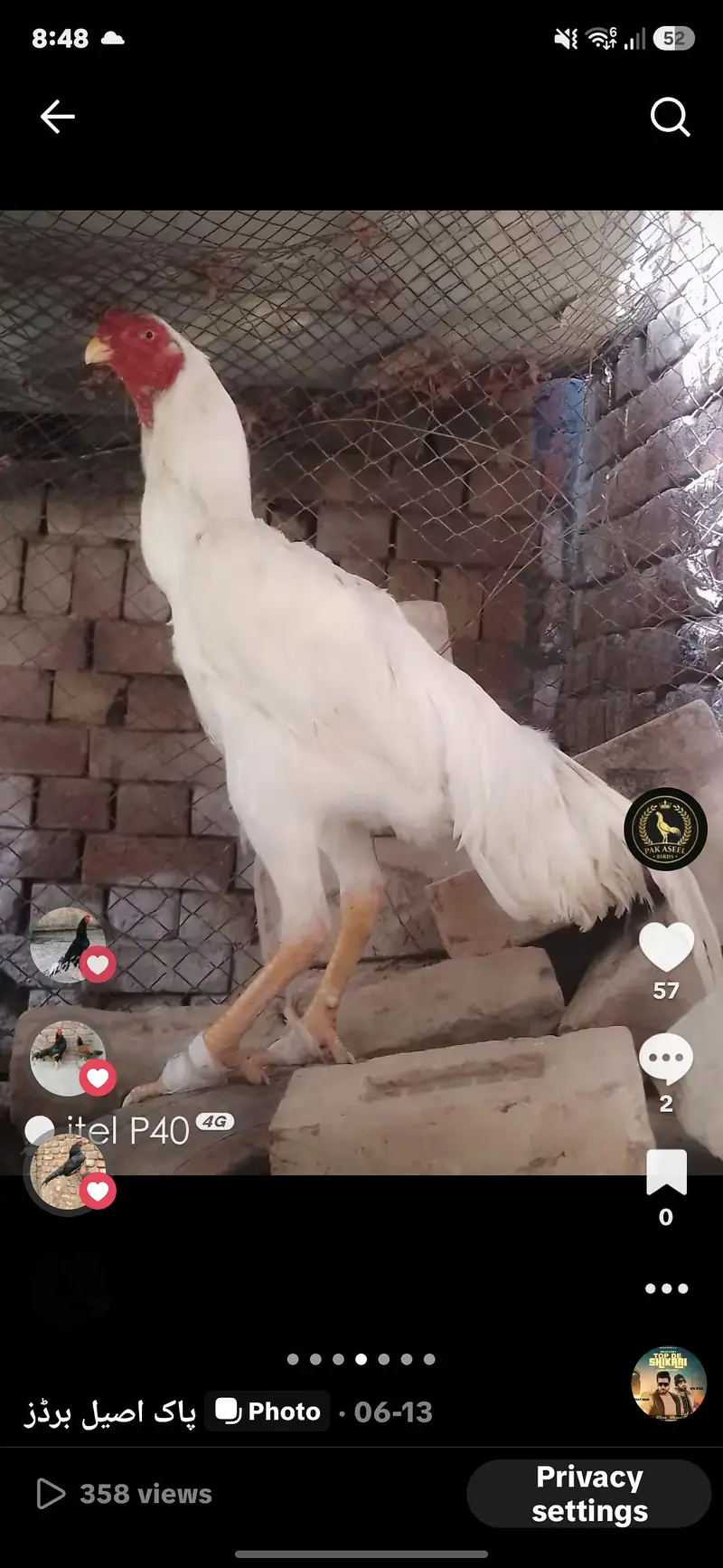 وائٹ اینڈ بلیک بریڈر شامو پیئر اینڈ چکس اویلیبل  ون منتھ ک — photo 9