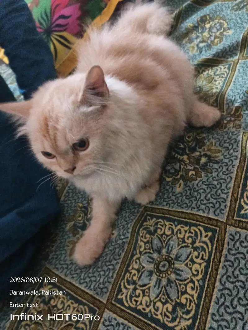 persian cat