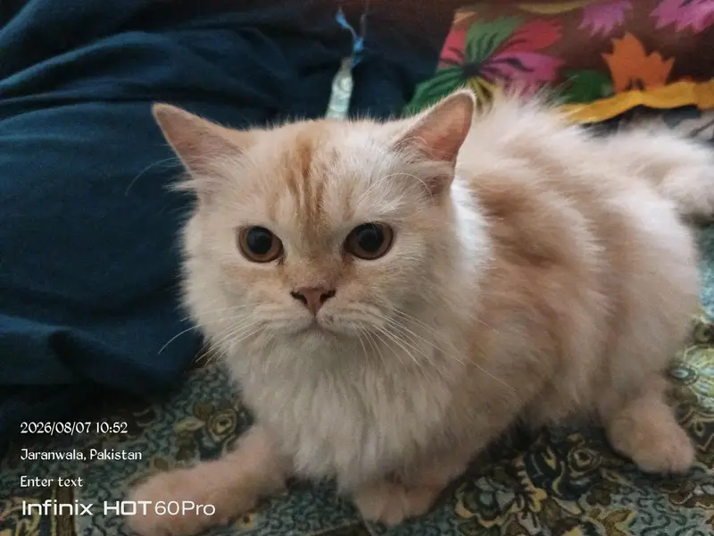 persian cat — photo 2