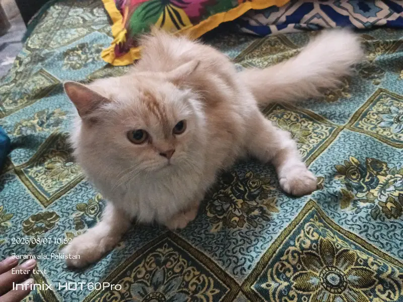 persian cat — photo 3