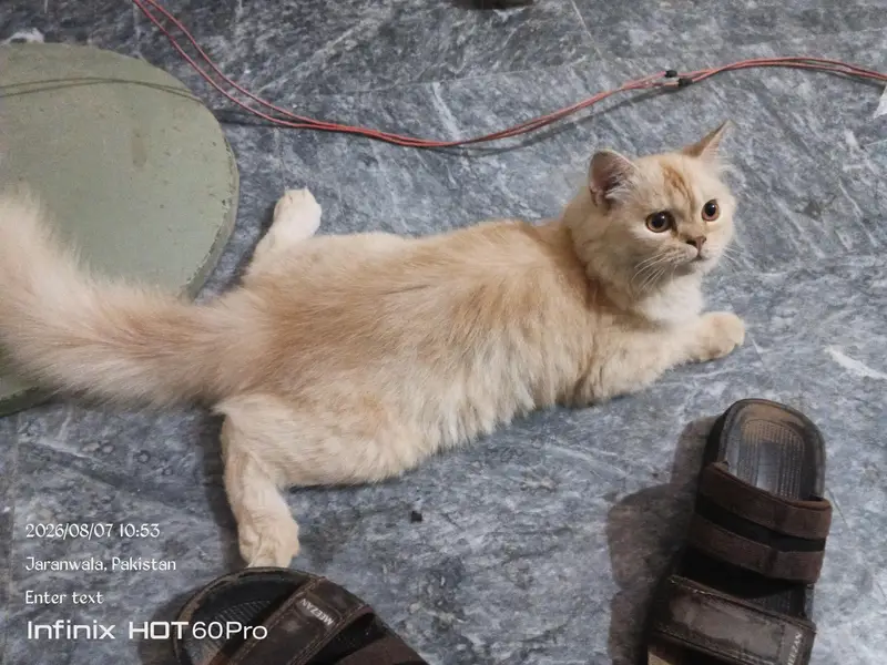 persian cat — photo 4