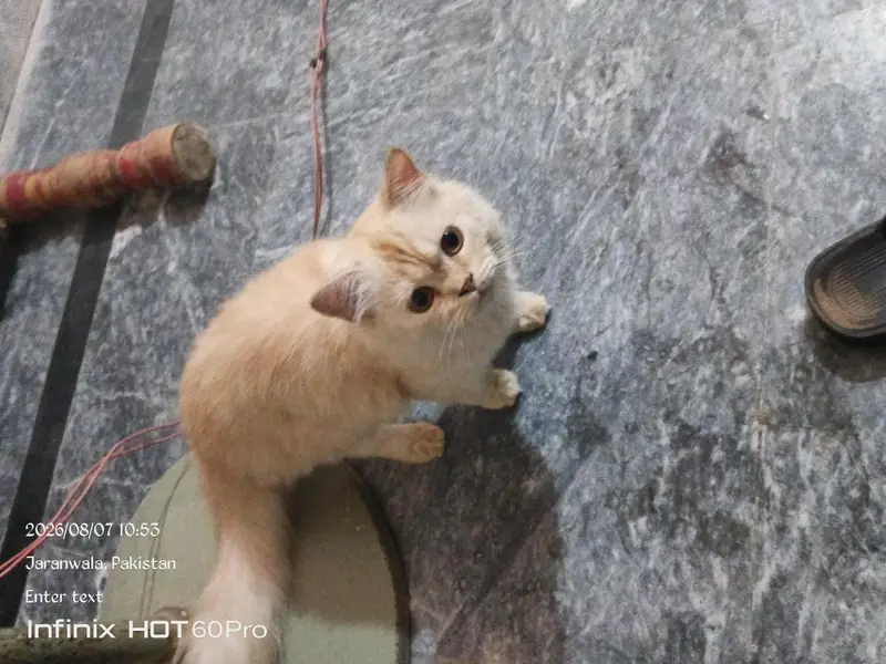 persian cat — photo 5