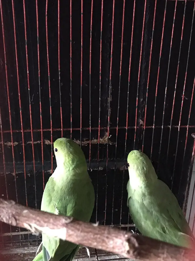 green parrot