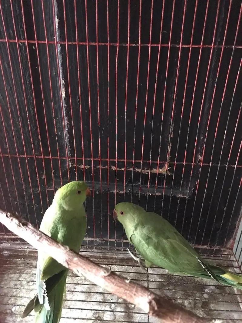 green parrot — photo 2