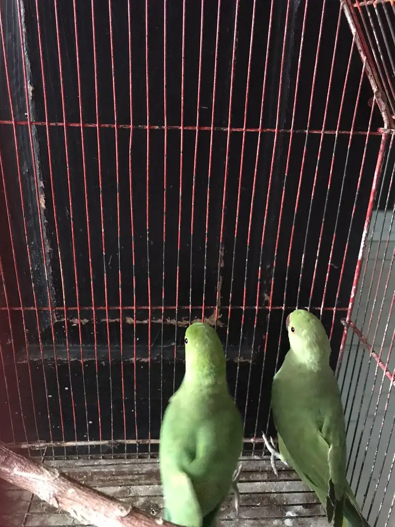 green parrot — photo 3