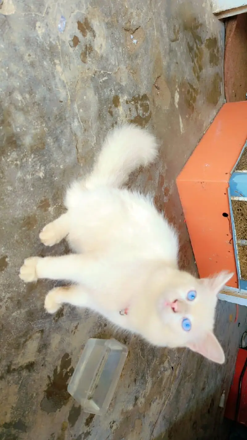 persion cat for sale blu eyes