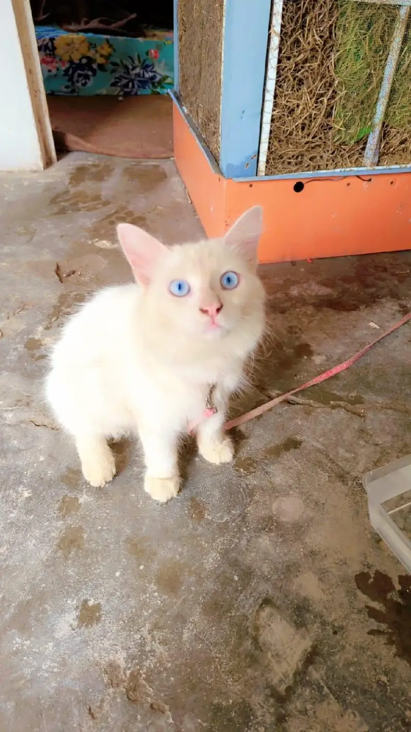 persion cat for sale blu eyes — photo 2