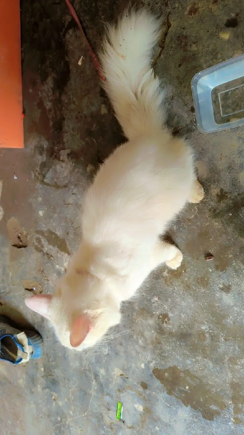 persion cat for sale blu eyes — photo 3