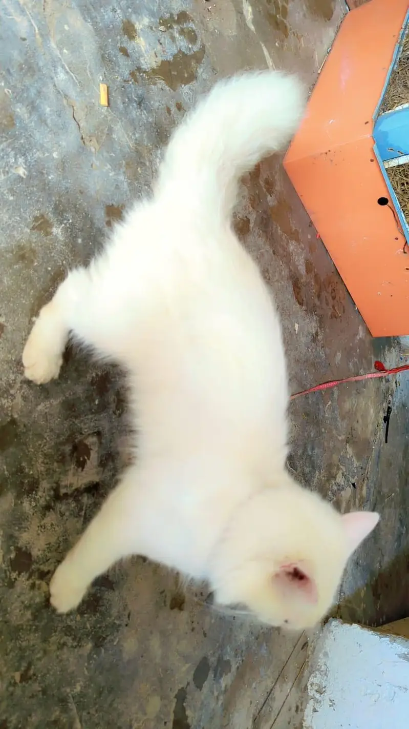 persion cat for sale blu eyes — photo 4