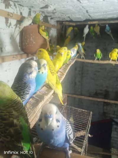 Budgies Guaranteed Breeder pairs