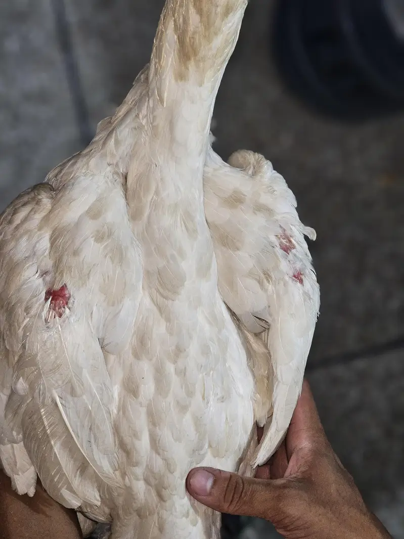 Rampuri murga ha Heeri madi ha — photo 8