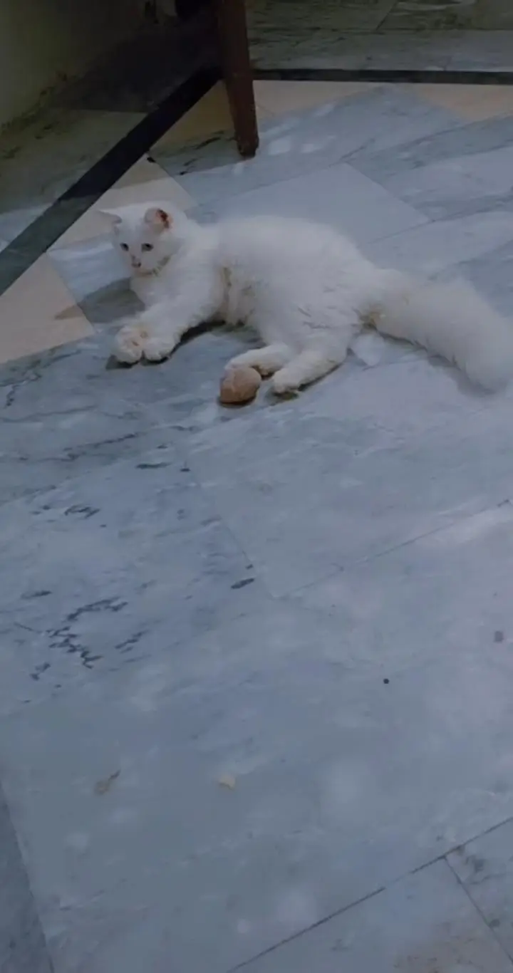 persion cat for sale blu eyes — photo 6