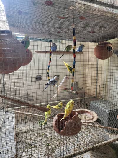budgies