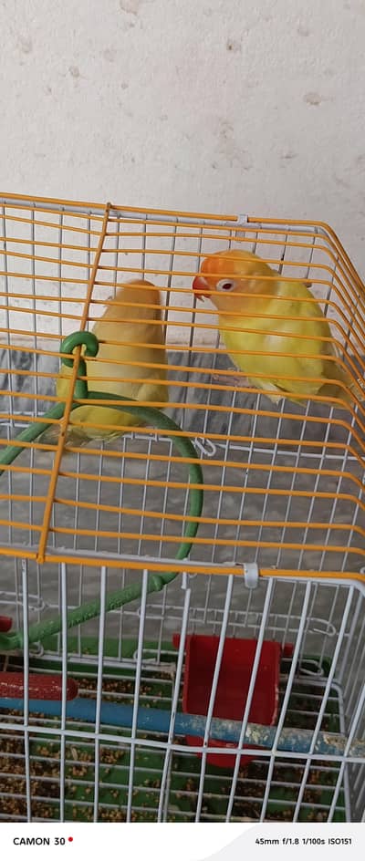 love birds pair