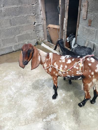 Urgent sell Goats with Babies