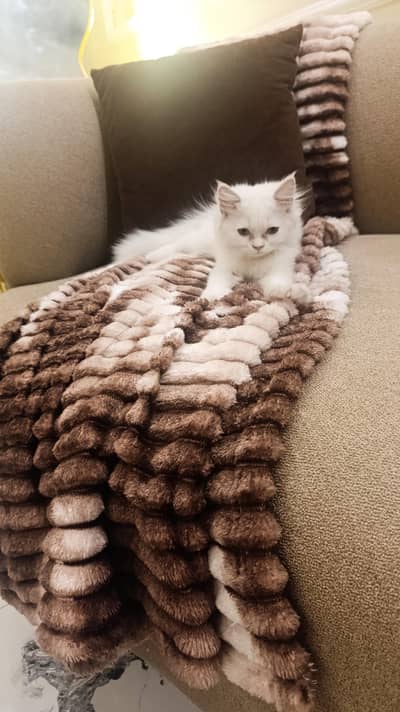 white persian