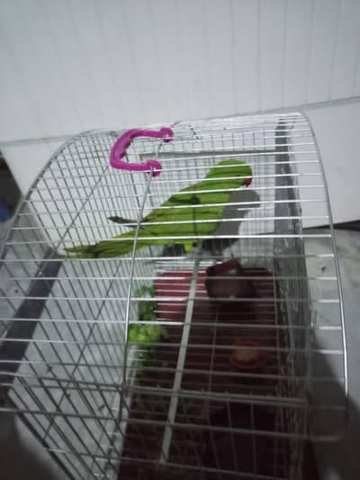 03101878130 green parrot healthy and active