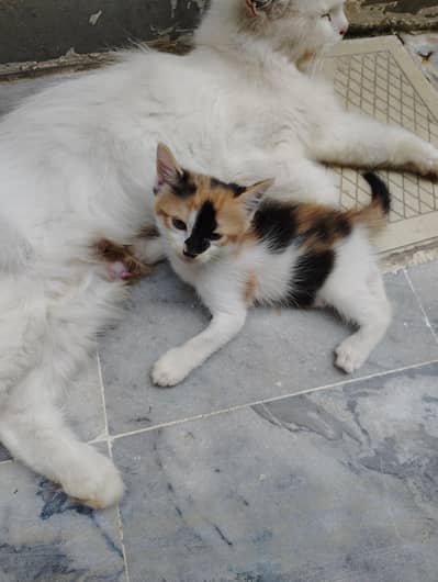 persion kitten