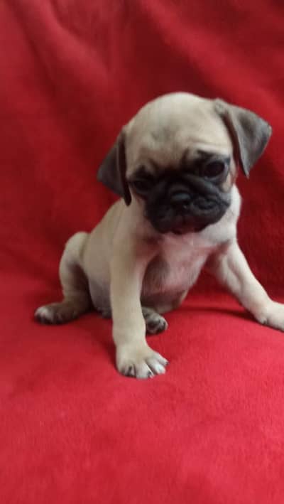 pug male puppy top blood line exchange negotiable price