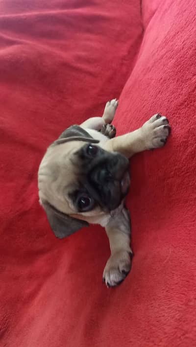 pug male puppy top blood line exchange negotiable price