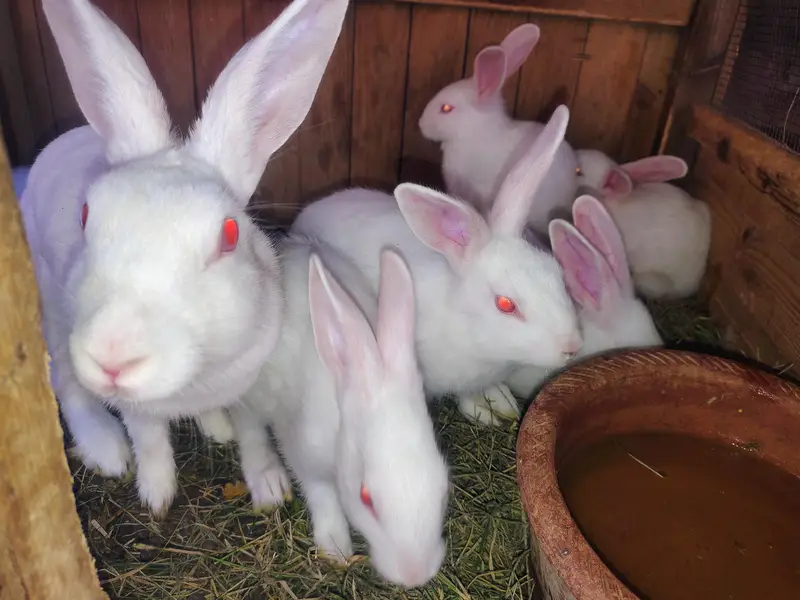 12 Healthy 3-Month Rabbit Bunnies for Sale | Cute, Active & Best Price