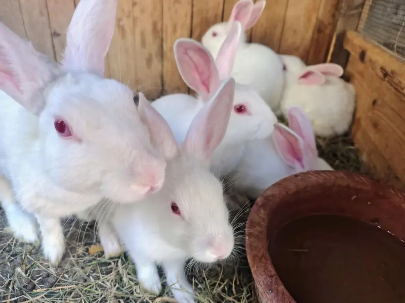12 Healthy 3-Month Rabbit Bunnies for Sale | Cute, Active & Best Price — photo 2