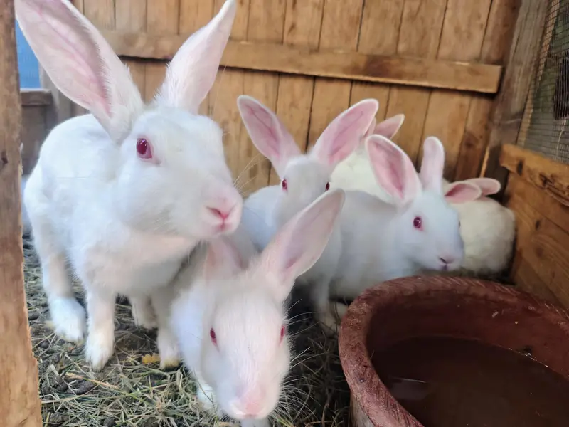 12 Healthy 3-Month Rabbit Bunnies for Sale | Cute, Active & Best Price — photo 3