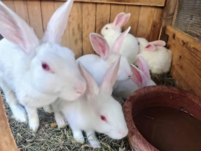 12 Healthy 3-Month Rabbit Bunnies for Sale | Cute, Active & Best Price — photo 4
