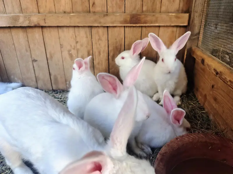 12 Healthy 3-Month Rabbit Bunnies for Sale | Cute, Active & Best Price — photo 5