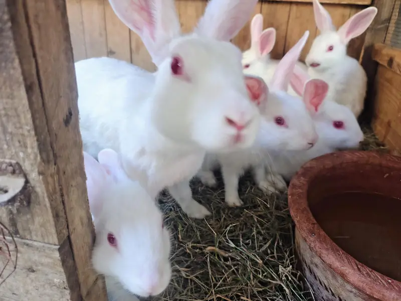 12 Healthy 3-Month Rabbit Bunnies for Sale | Cute, Active & Best Price — photo 6
