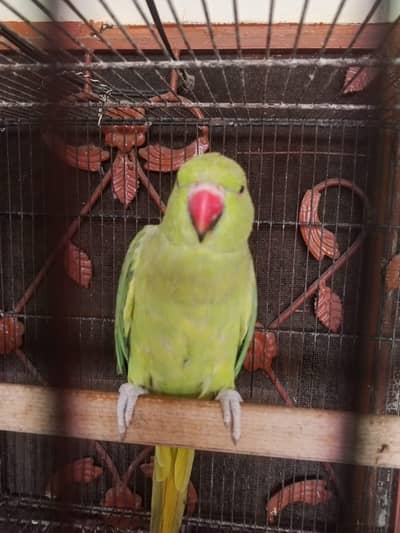 katha breeder female