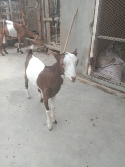Gulabi teeda bakra 4 theet or 2 bakriya 6 month